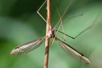 Tipula oleracea