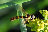 Sphaerophoria scripta