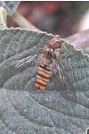 Episyrphus balteatus