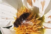 Eristalis