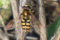 Eupeodes corollae