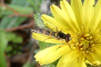 Sphaerophoria scripta