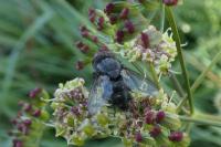 Calliphora vicina