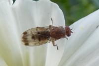 Suillia variegata