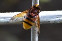 Volucella zonaria