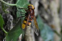 Volucella zonaria