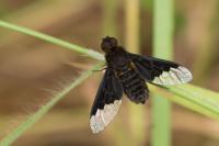 Hemipenthes morio