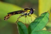 Sphaerophoria scripta