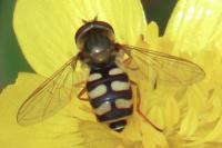 Eupeodes corollae