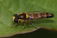 Sphaerophoria scripta