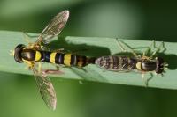 Sphaerophoria scripta