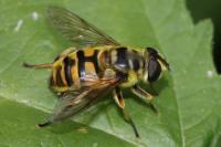 Myathropa florea