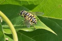 Myathropa florea