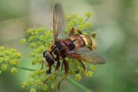 Milesia crabroniformis