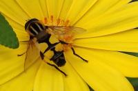 Helophilus trivittatus