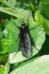 Dilophus febrilis