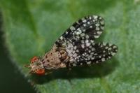 Trypetoptera punctulata