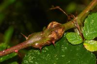 Lasioptera rubi