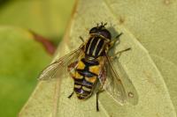 Helophilus pendulus