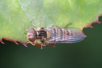 Episyrphus balteatus