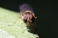 Episyrphus balteatus