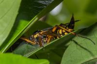 Ctenophora elegans
