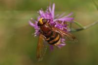 Volucella zonaria