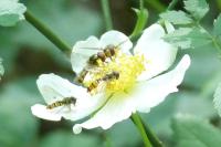 Episyrphus balteatus