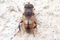 Eristalis tenax