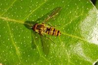 Episyrphus balteatus