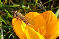 Episyrphus balteatus