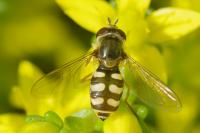 Eupeodes corollae