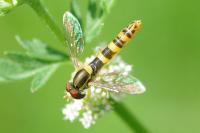 Sphaerophoria scripta