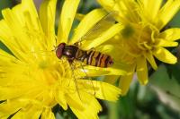 Episyrphus balteatus