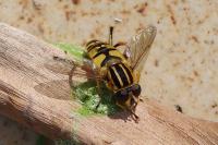 Helophilus pendulus