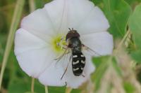 Scaeva pyrastri