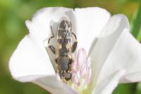 Syritta pipiens