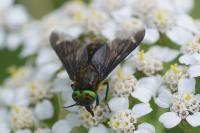 Chrysops caecutiens