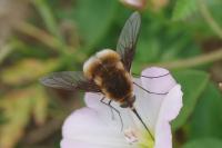 Bombylius cruciatus
