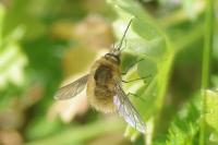 Bombylisoma