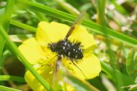 Bombylella atra