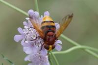 Volucella zonaria