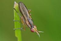 Limnia unguicornis