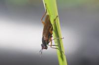 Sepedon sphegea