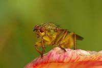Scathophaga stercoraria