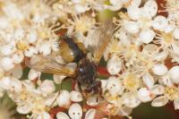 Tachina fera