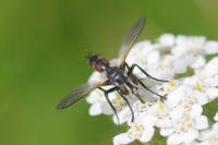 Cylindromyia interrupta