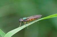 Sargus bipunctatus