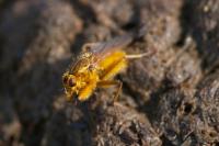 Scathophaga stercoraria