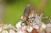 Bibio hortulanus